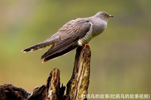杜鹃鸟的故事(杜鹃鸟的故事视频)