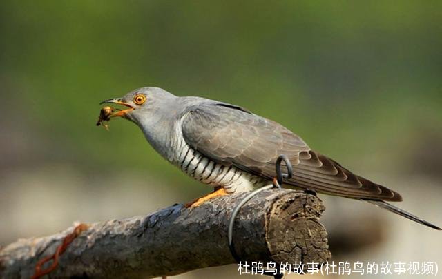 杜鹃鸟的故事(杜鹃鸟的故事视频)
