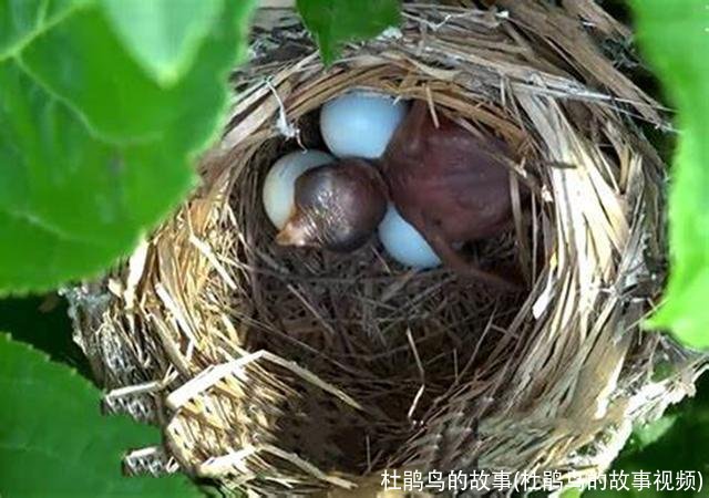 杜鹃鸟的故事(杜鹃鸟的故事视频)