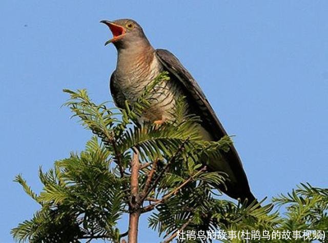 杜鹃鸟的故事(杜鹃鸟的故事视频)