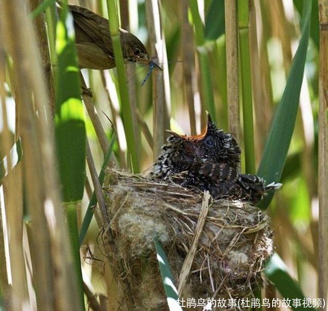 杜鹃鸟的故事(杜鹃鸟的故事视频)