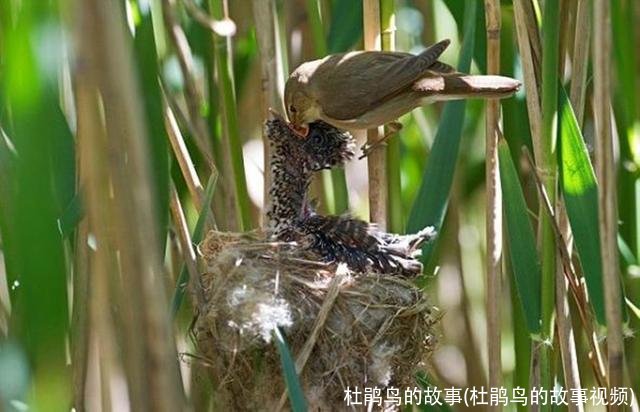 杜鹃鸟的故事(杜鹃鸟的故事视频)