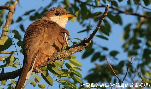 杜鹃鸟的故事(杜鹃鸟的故事视频)