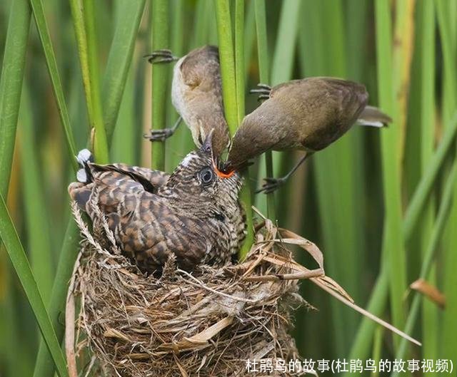 杜鹃鸟的故事(杜鹃鸟的故事视频)