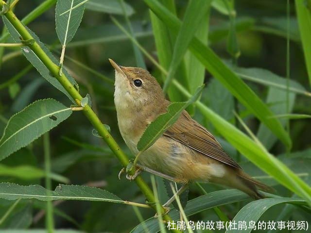 杜鹃鸟的故事(杜鹃鸟的故事视频)