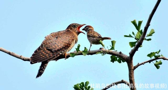 杜鹃鸟的故事(杜鹃鸟的故事视频)