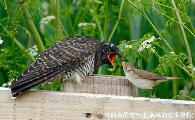 杜鹃鸟的故事(杜鹃鸟的故事视频)