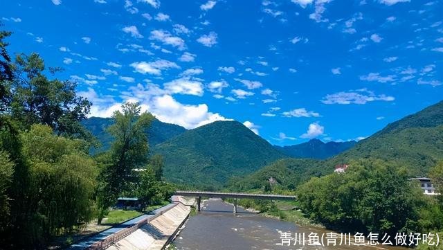 青川鱼(青川鱼怎么做好吃)