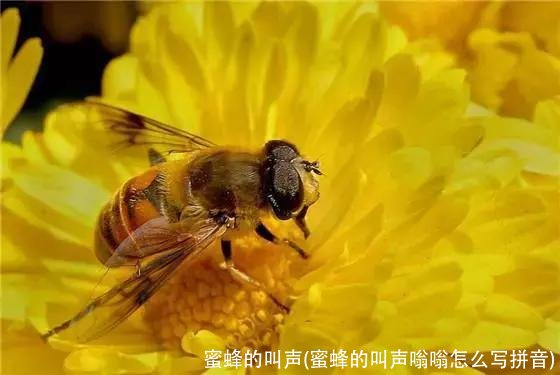 蜜蜂的叫声(蜜蜂的叫声嗡嗡怎么写拼音)