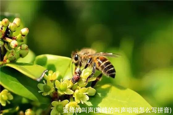 蜜蜂的叫声(蜜蜂的叫声嗡嗡怎么写拼音)