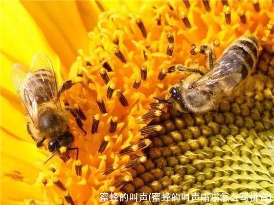 蜜蜂的叫声(蜜蜂的叫声嗡嗡怎么写拼音)