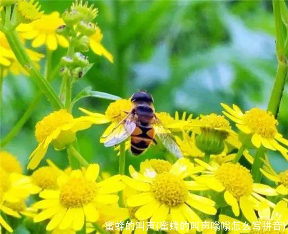 蜜蜂的叫声(蜜蜂的叫声嗡嗡怎么写拼音)