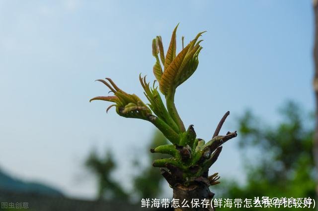 鲜海带怎么保存(鲜海带怎么保存比较好)