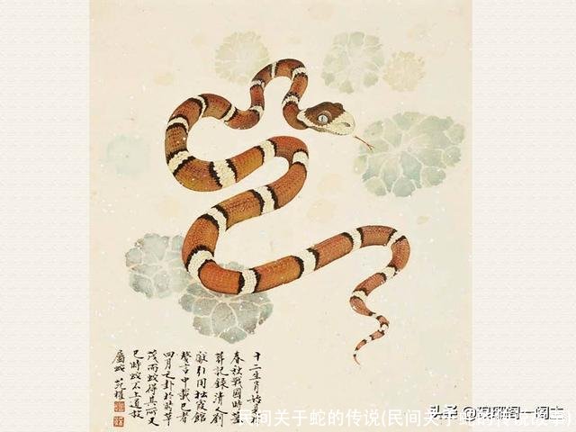 民间关于蛇的传说(民间关于蛇的传说故事)