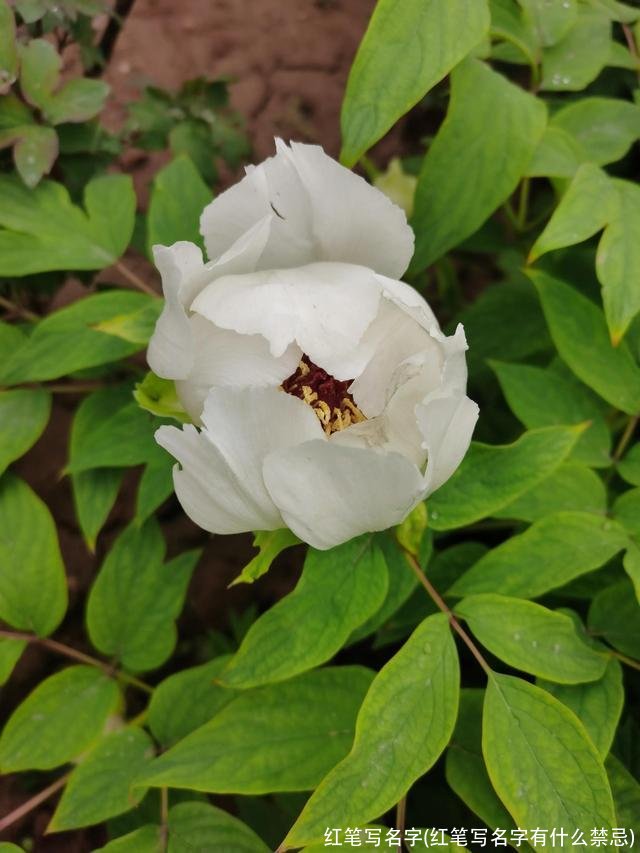 红笔写名字(红笔写名字有什么禁忌)