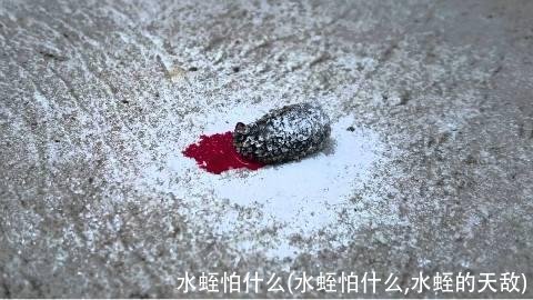 水蛭怕什么(水蛭怕什么,水蛭的天敌)