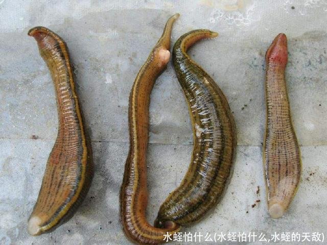 水蛭怕什么(水蛭怕什么,水蛭的天敌)