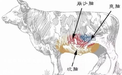 牛肩肉为啥那么便宜(牛肩肉为啥那么便宜牛肩肉怎么做好吃)