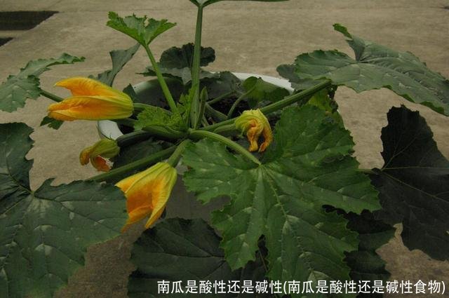 南瓜是酸性还是碱性(南瓜是酸性还是碱性食物)