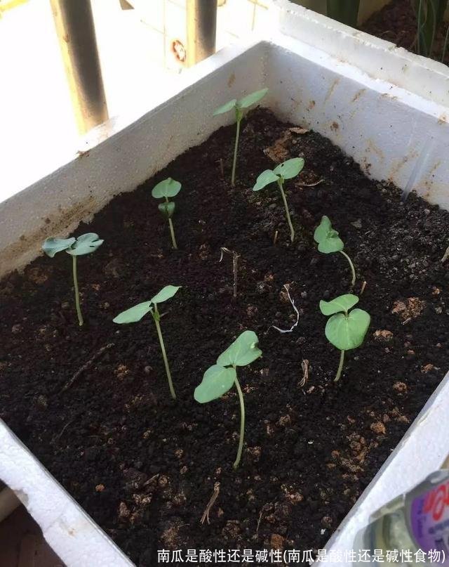 南瓜是酸性还是碱性(南瓜是酸性还是碱性食物)