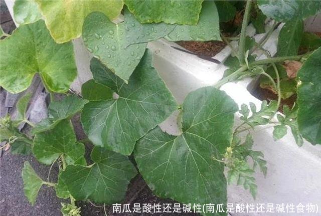 南瓜是酸性还是碱性(南瓜是酸性还是碱性食物)