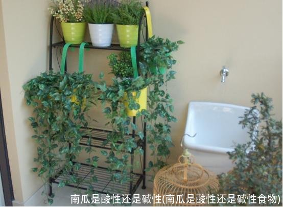 南瓜是酸性还是碱性(南瓜是酸性还是碱性食物)