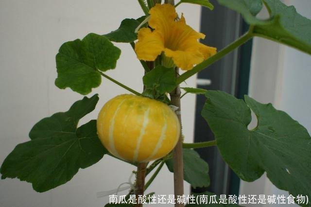南瓜是酸性还是碱性(南瓜是酸性还是碱性食物)