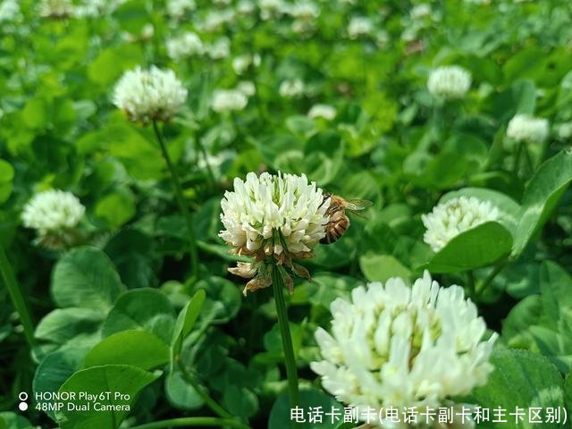 电话卡副卡(电话卡副卡和主卡区别)