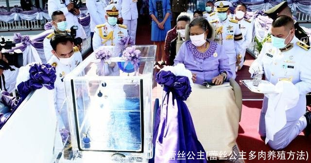 蕾丝公主(蕾丝公主多肉养殖方法)