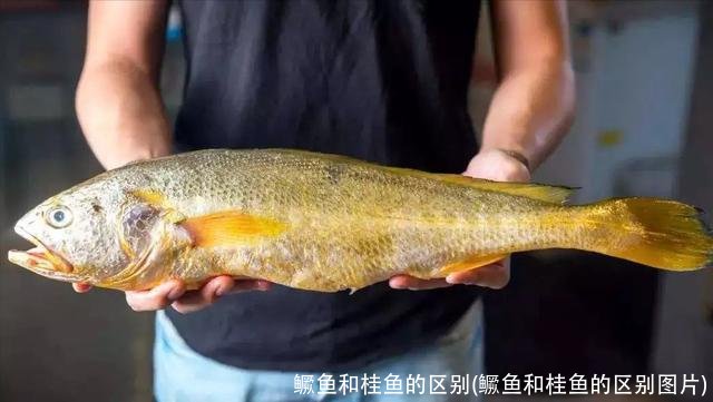 鳜鱼和桂鱼的区别(鳜鱼和桂鱼的区别图片)