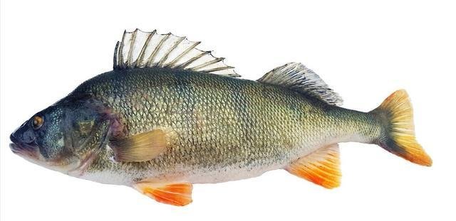 鳜鱼和桂鱼的区别(鳜鱼和桂鱼的区别图片)