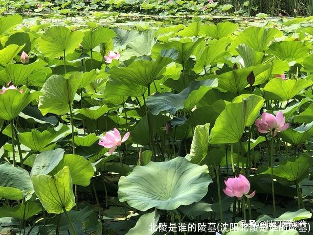 北陵是谁的陵墓(沈阳北陵是谁的陵墓)