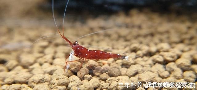 丰年虾养殖(丰年虾养殖方法)