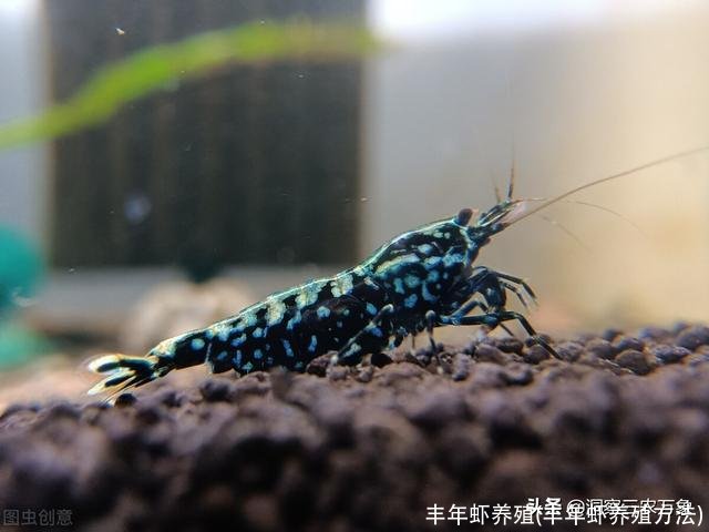 丰年虾养殖(丰年虾养殖方法)