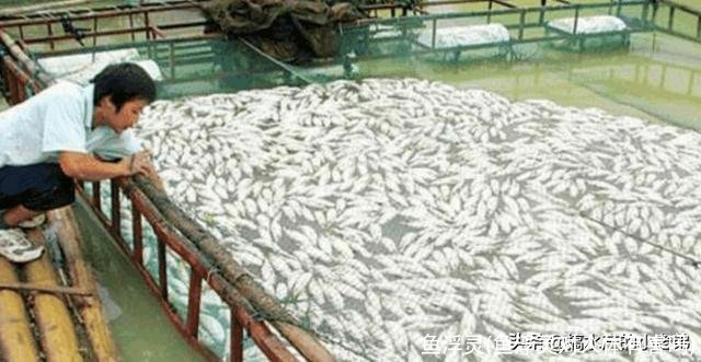 鱼浮灵(鱼浮灵对人体有害吗)