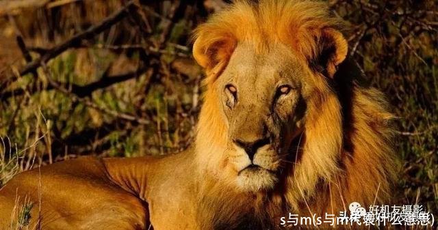 s与m(s与m代表什么意思)