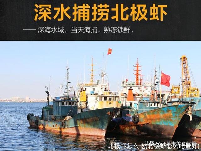 北极虾怎么吃(北极虾怎么吃最好)