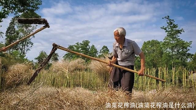 油菜花榨油(油菜花榨油是什么油)