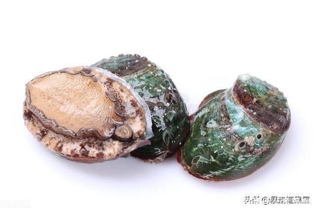 九头鲍鱼(九头鲍鱼是什么意思啊)