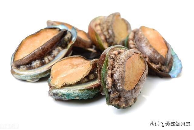 九头鲍鱼(九头鲍鱼是什么意思啊)