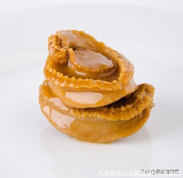 九头鲍鱼(九头鲍鱼是什么意思啊)