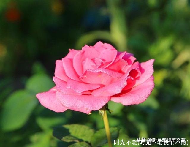 时光不老(时光不老我们不散)