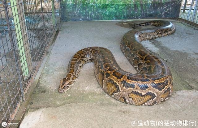 凶猛动物(凶猛动物排行)