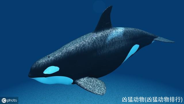 凶猛动物(凶猛动物排行)