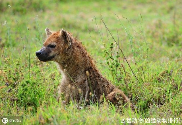 凶猛动物(凶猛动物排行)