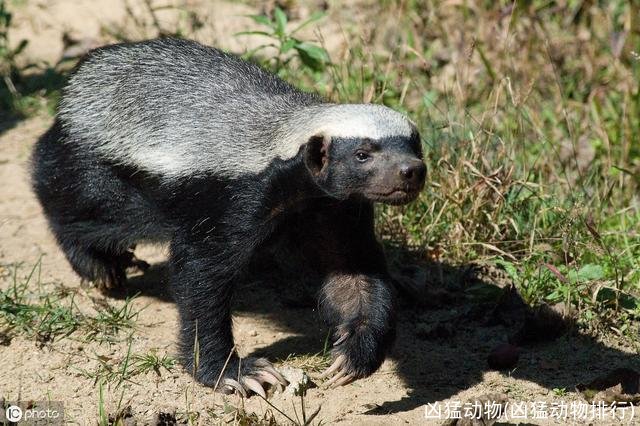 凶猛动物(凶猛动物排行)