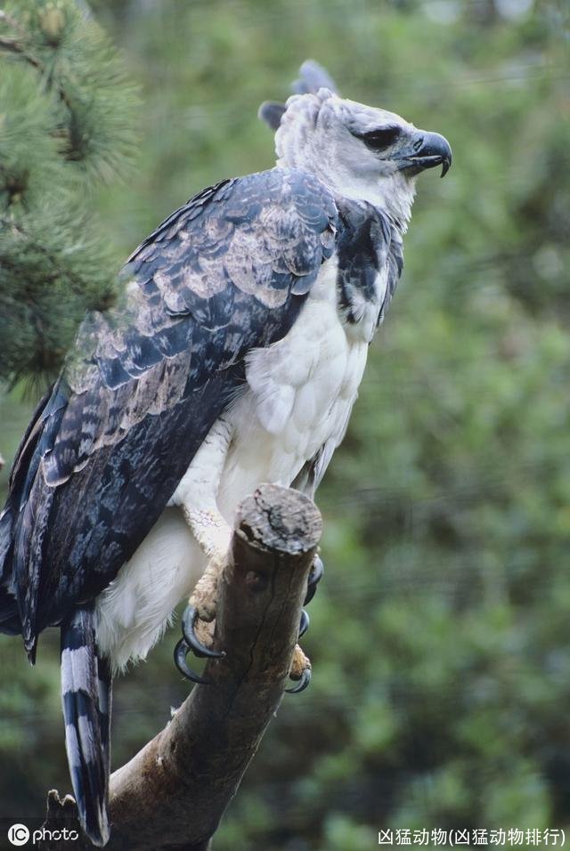 凶猛动物(凶猛动物排行)