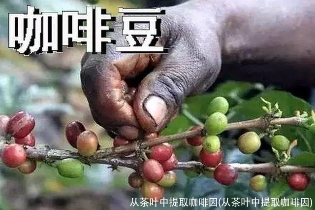 从茶叶中提取咖啡因(从茶叶中提取咖啡因)