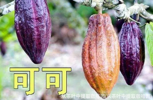 从茶叶中提取咖啡因(从茶叶中提取咖啡因)