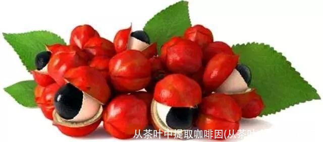 从茶叶中提取咖啡因(从茶叶中提取咖啡因)